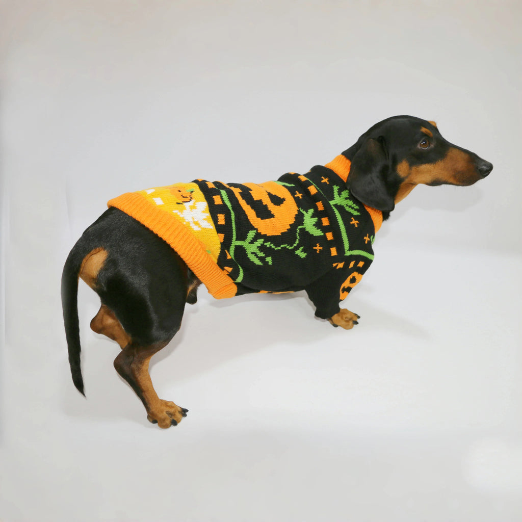 The Pumpkin Patch Sweater – Warm Halloween Jumper for Small Dogs