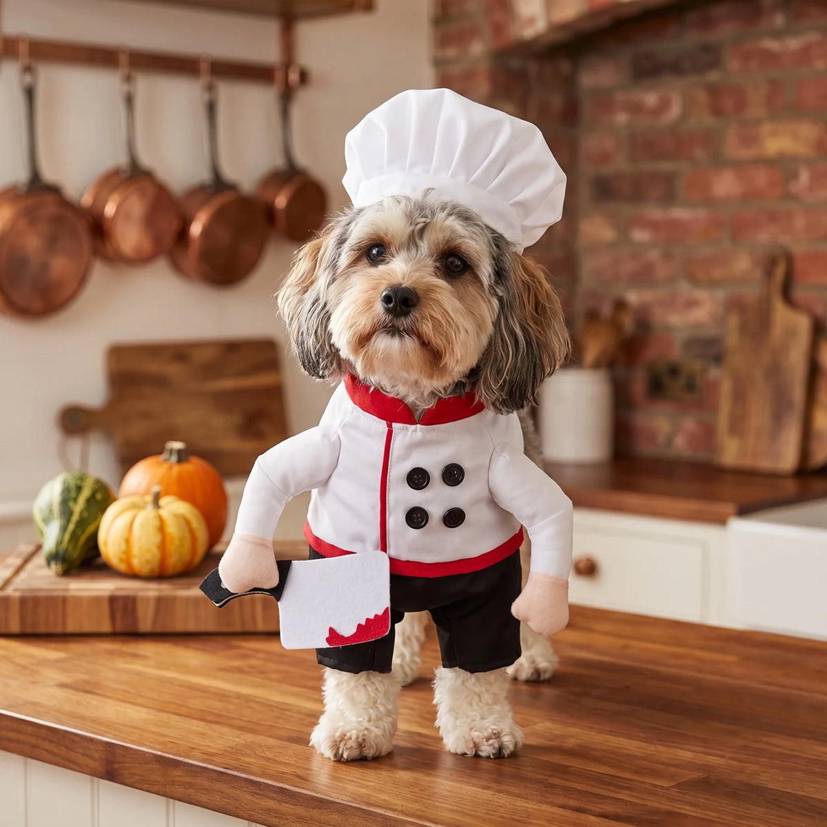 The Little Chef Halloween Costume – Dog Outfit with Hat