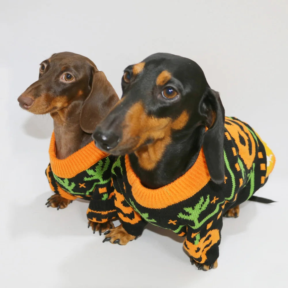 The Pumpkin Patch Sweater – Warm Halloween Jumper for Small Dogs