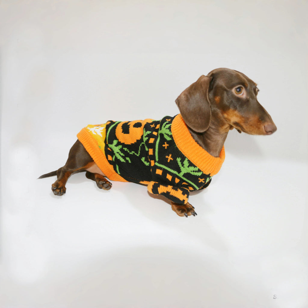 The Pumpkin Patch Sweater – Warm Halloween Jumper for Small Dogs